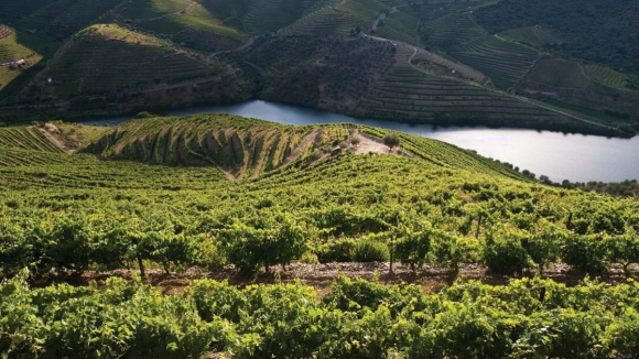 Produção de vinho em Portugal deve aumentar 8% na campanha de 2023/2024