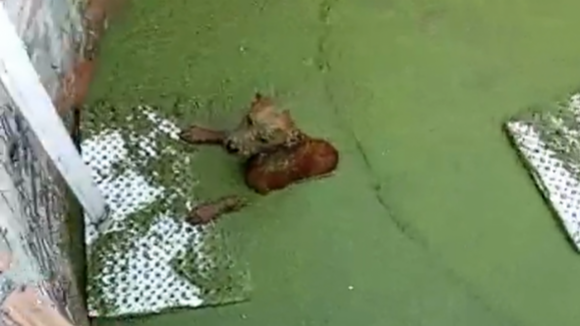 Populares resgatam c&atilde;o que caiu num po&ccedil;o em Esposende