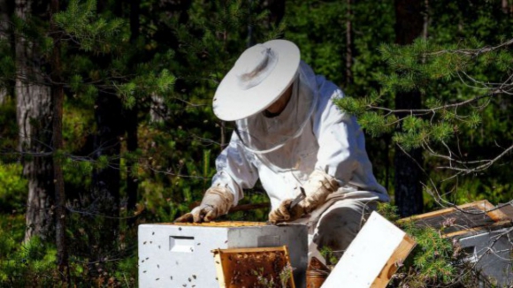 Seca leva apicultores do Douro Internacional a reclamar ajudas para alimentar abelhas