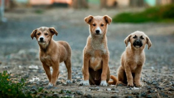 Número de animais para adoção é muito superior aos dados oficiais 