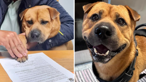 O primeiro cão a assinar contrato de trabalho é da freguesia de Baguim do Monte, em Gondomar