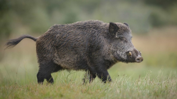 Acidentes com animais nas estradas não param de aumentar