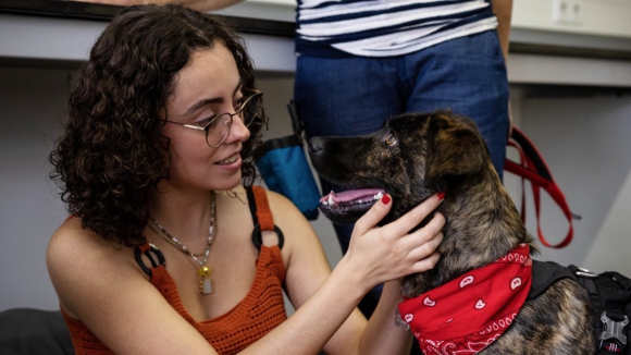 ICBAS adota terapia com c&atilde;es para combater o stress da comunidade acad&eacute;mica