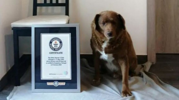 Bobi, o cão português mais velho do mundo morreu aos 31 anos