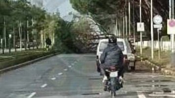 Circulação na Avenida da Boavista retomada após queda de árvore