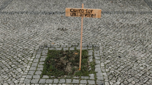 É possível ter mais árvores nas cidades? 500 caldeiras vazias no centro de Coimbra dizem que sim