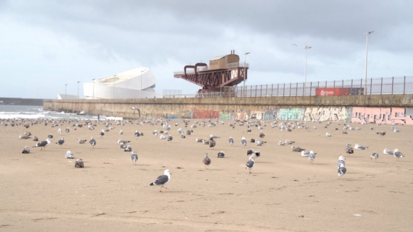 Distrito do Porto é onde há maior população de gaivotas em ambiente urbano