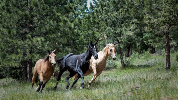 Tribunal manda devolver ao proprietário cavalos resgatados de exploração em Ermesinde