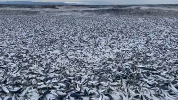 Milhares de peixes mortos deram à costa numa praia do Japão