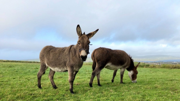 Mais de 3000 burros de Miranda apadrinhados em 18 anos