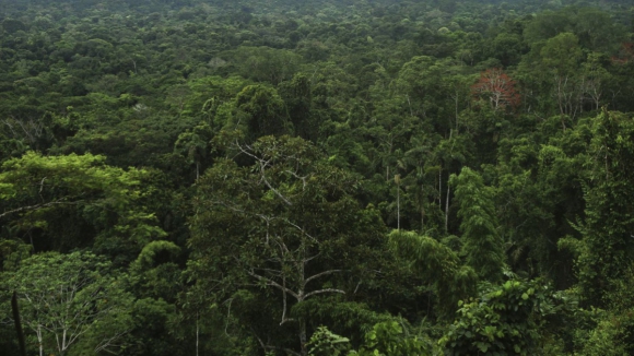 Descobertas na Amazónia enormes cidades com 2.500 anos e ruas “como em Nova Iorque”