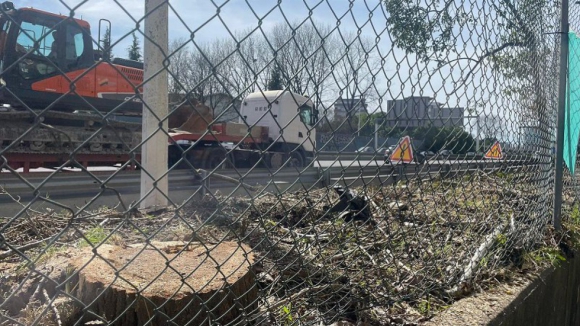 Câmara do Porto ordena "suspensão imediata" ao abate de árvores junto à VCI