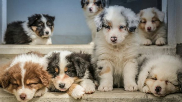 Processo de falsificação de vacinação de cães em Braga e Viana conta com 84 arguidos