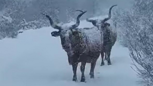 Vacas cobertas de neve na serra do Soajo fazem furor nas redes sociais