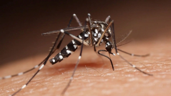 Em três meses foram detetados 3,5 milhões de casos de dengue na América Latina. Devemos preocupar-nos em Portugal?