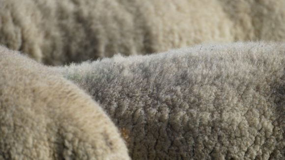Projeto sobre ciclo da lã em Montalegre finalista de prémio internacional 