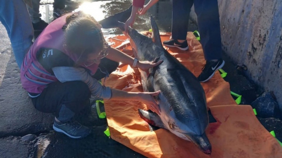 Golfinho ferido resgatado na Ria de Aveiro