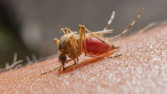Investigadora portuguesa trabalha na criação de uma proteína para travar a malária