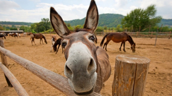 Vozes de burro não chegam ao céu... mas hoje é o dia deles