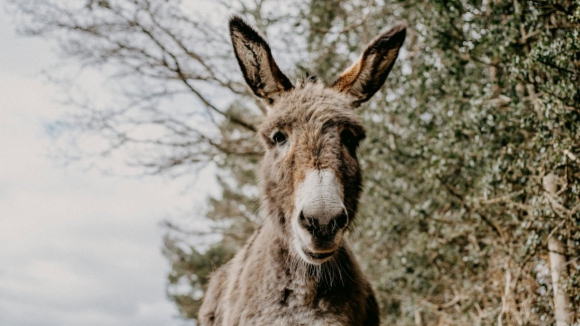 Quantos burros há no mundo?