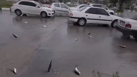 Chuva de peixes. O raro fenómeno que está a correr o mundo 