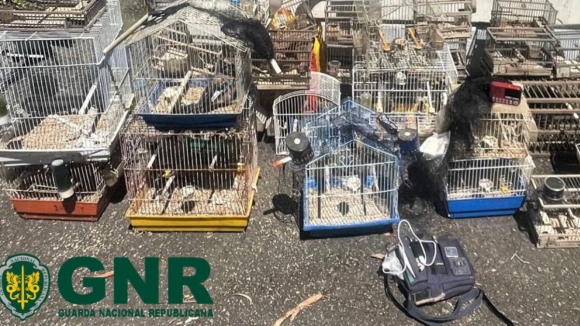 Matosinhos. GNR detém suspeito de capturar aves de forma ilegal