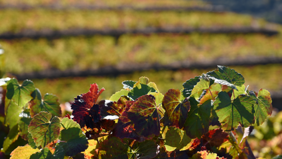 Mostra da Uva do Douro visa agilizar negócios entre viticultores e compradores