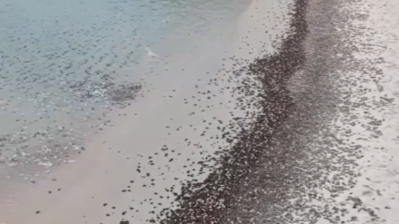 Milhares de caranguejos invadem praias de ilha na Galiza