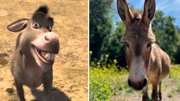 Insólito. Burro que inspirou Shrek diagnosticado com artrite