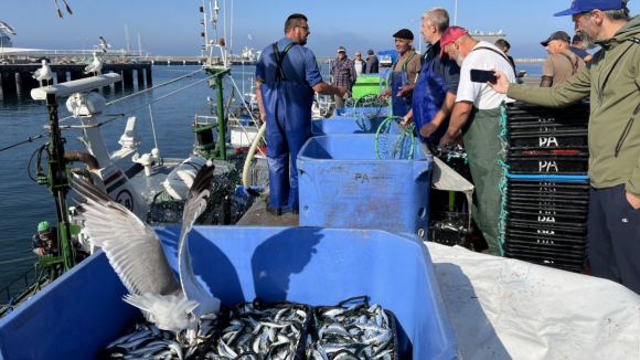 “Pequenina” e “gostosa”. Como está a sardinha este São João?