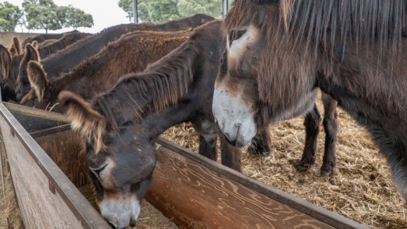 “Os burros só são burros de nome” e há treze à espera de serem apadrinhados em Miranda do Douro