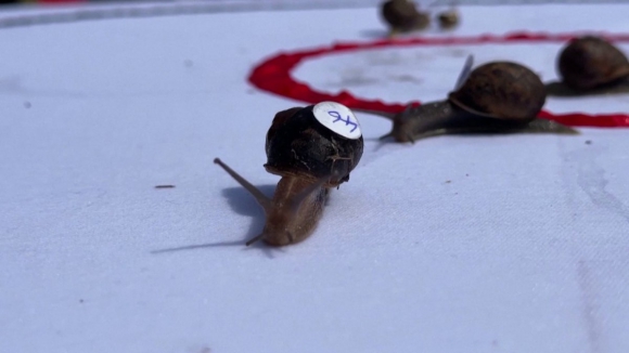 Eis o novo campeão na corrida de caracóis. Recorde do mundo continua por bater