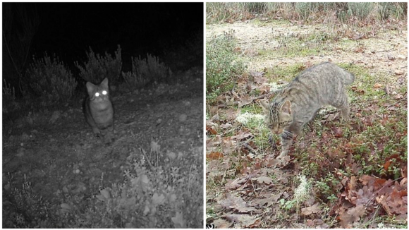 Gato-bravo visto no Norte pela primeira vez em 30 anos