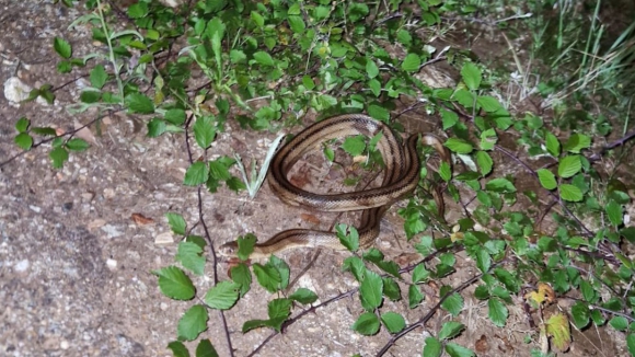 Cobra assusta moradores de casa em Esposende e acaba resgatada