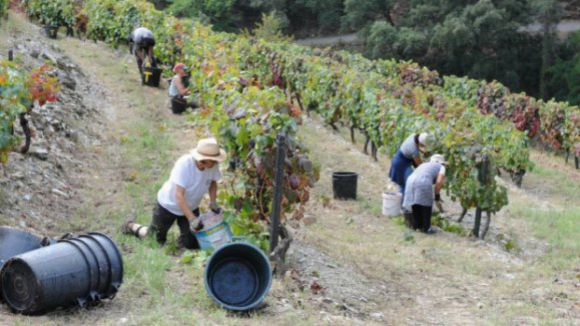 Viticultores do Douro dizem ter “batido no fundo” e prometem sair à rua em força