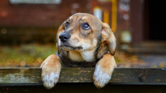 Turquia aprova lei que permite matar milhões de cães e gatos vadios