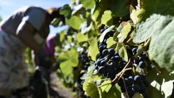 Universidade do Minho lidera projeto de 8,3 milh&otilde;es para reduzir 50% dos qu&iacute;micos na viticultura