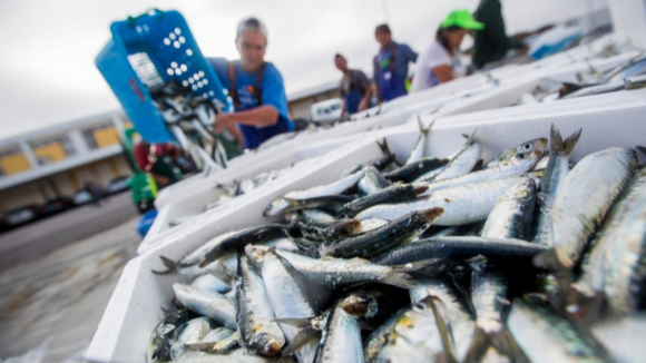 Laboratório de Matosinhos quer combater desperdício do pescado