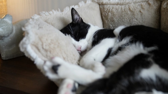 &ldquo;Um espa&ccedil;o &uacute;nico&rdquo;. Portugueses e turistas rendidos ao Porto [seguro] dos Gatos na Invicta