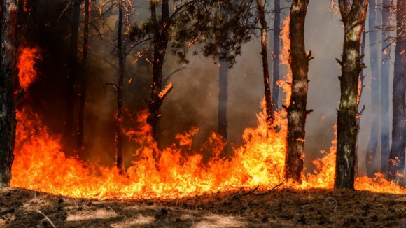 Bragança, Viseu e Guarda em perigo máximo de incêndio