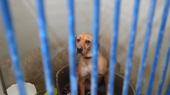 Canil suspeito de maus-tratos em Santa Maria da Feira continua a acolher animais