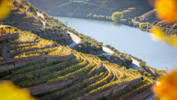 Nova Casa do Douro deve ser âncora para a região e fundamental para a crise vinícola