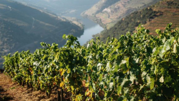 Viticultores v&atilde;o sensibilizar Presidente da Rep&uacute;blica para a crise no Douro
