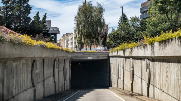 Moreira espera abater "cerca de 30 árvores e não 90" para evitar fechar túnel do Campo Alegre