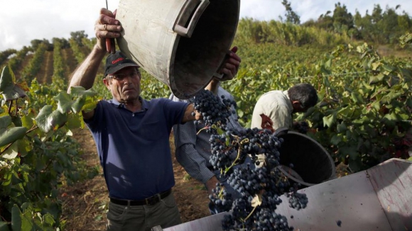 Empresas do Douro em esforço máximo numa vindima em cenário de excedente