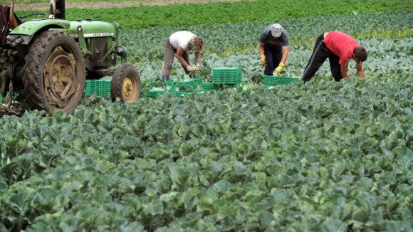 Agricultores receberam mais de 61 milhões de euros de apoios em setembro