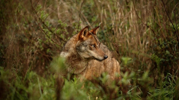 Três arguidos condenados por abate de seis lobos na Peneda-Gerês