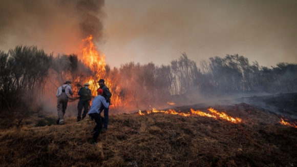 Jovem detido por atear fogo em Santo Tirso onde arderam 540 hectares