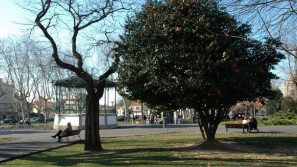 Matosinhos reforça iluminação e renova parque adjacente ao edifício da Câmara por 135 mil euros