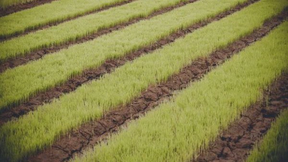 Investigadores do Porto querem tornar arroz português mais resistente às alterações climáticas